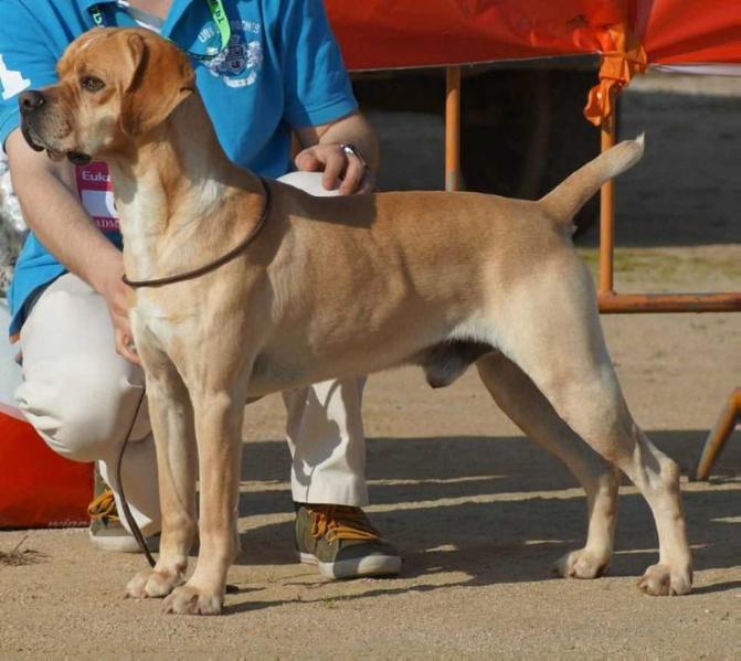 Fascínio Fatal do Berço do Basalto | Portuguese Pointer 