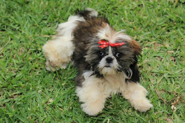 Moly de la Rossa | Shih Tzu 