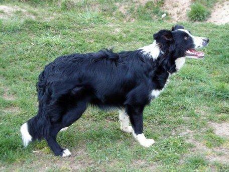 Shakti Se FCI X'TAZY AT VISION | Border Collie 