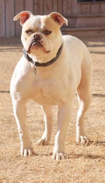 Pack's/Dean Simba | American Bulldog 