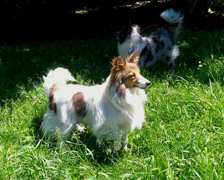 Elaraia's Farasha Premonition | Shetland Sheepdog 