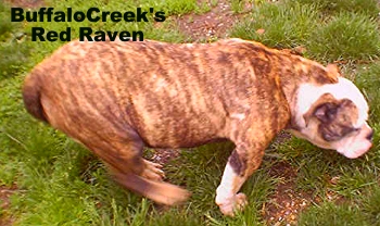 BuffaloCreek's Red Raven | Olde English Bulldogge 