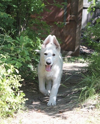 Furor Phoenix | White Swiss Shepherd Dog 