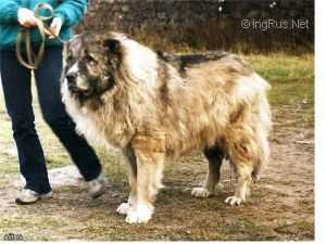 Aila Kazlova | Caucasian Mountain Dog 