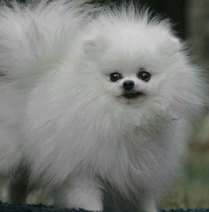 Ortnid of Chia Li Ya | Pomeranian 