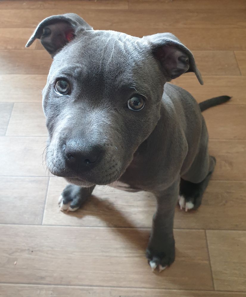 Kenxtwen Missulena | Staffordshire Bull Terrier 