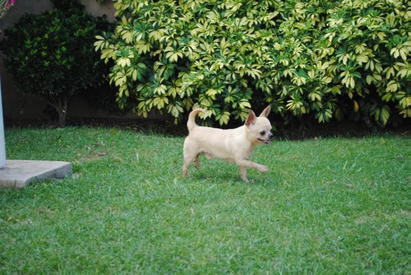 Ivan Nay De Indicami | Chihuahua 