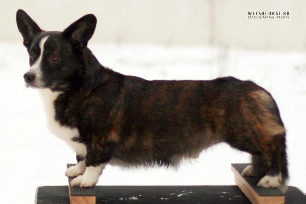 Aethwy Close To Me | Cardigan Welsh Corgi 