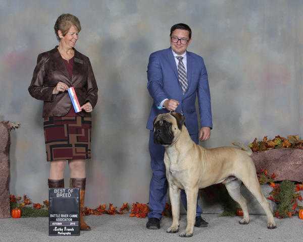 Breezy Hill's Life of the Party at Mordawn | Bullmastiff 