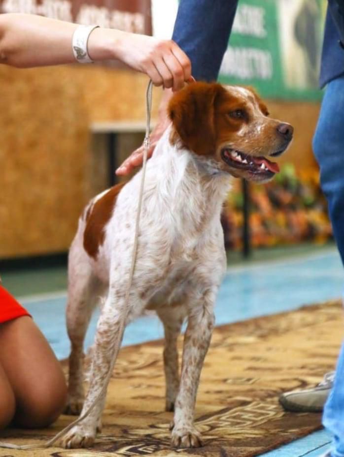 HARVI-DZHOY | Brittany 