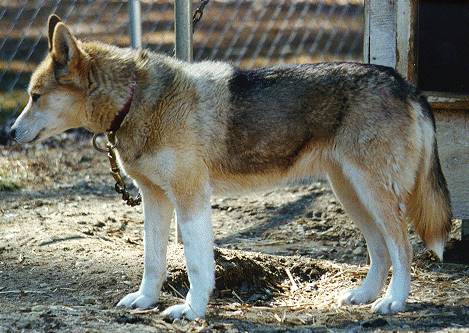 Taztoo of Kimball | Siberian Husky 