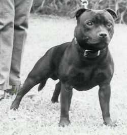 Eastaff Likely Lad | Staffordshire Bull Terrier 