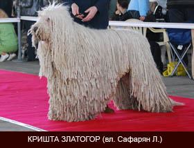 KRISHTA ZLATOGOR | Komondor 