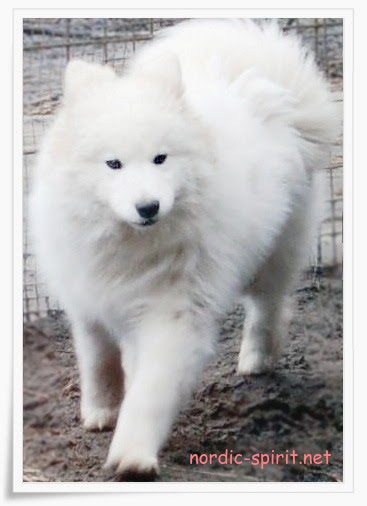 Ladihas Bjelkier  Ms. Lysa Arryn | Samoyed 