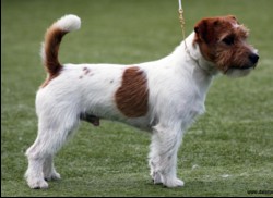 Saltisgårdens Cutty Sark | Jack Russell Terrier 