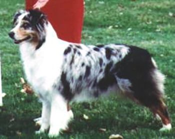 Mirror Image of Stone Ridge | Australian Shepherd 