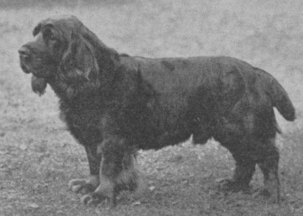 Okimat of Fourclovers | Sussex Spaniel 