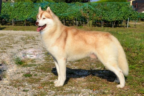 Trinacria's Mambo Italiano | Siberian Husky 