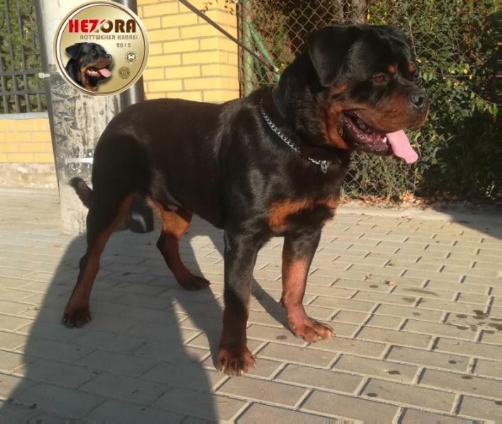 BORUTA Hezora | Rottweiler 