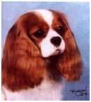 Telvara Karbon Kopy | Cavalier King Charles Spaniel 