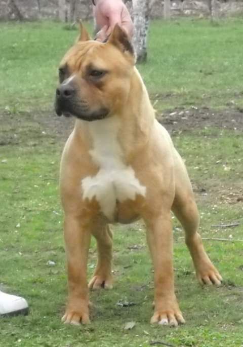 Sirmiland Aragon | American Staffordshire Terrier 