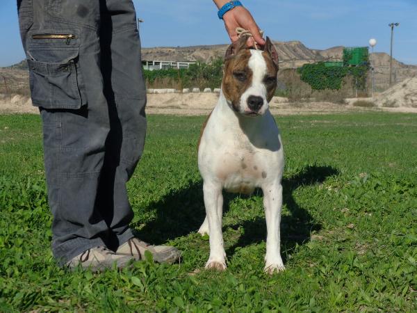 Ngorong-Ngorong In a Gadda da Vida | American Staffordshire Terrier 