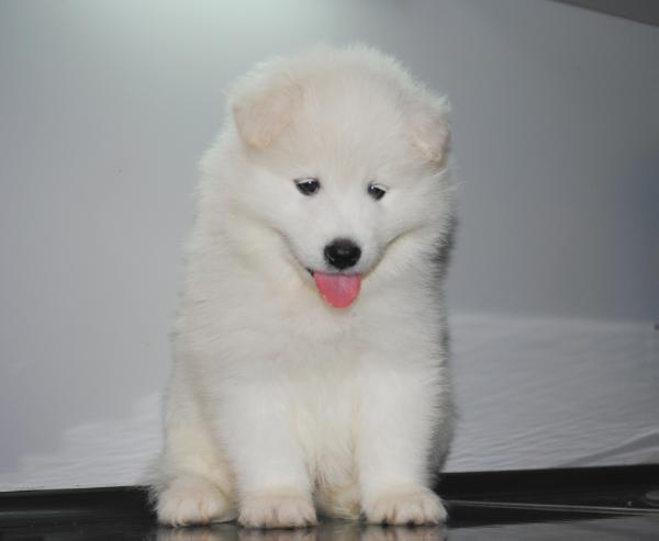 Aksel' from Kel’bin treasure-house | Samoyed 