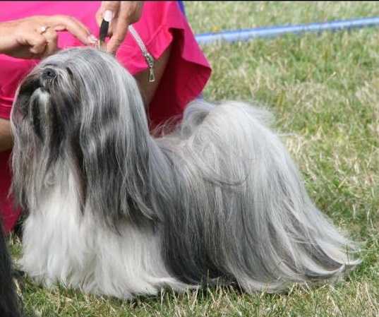 Whisborne Let's Party | Lhasa Apso 