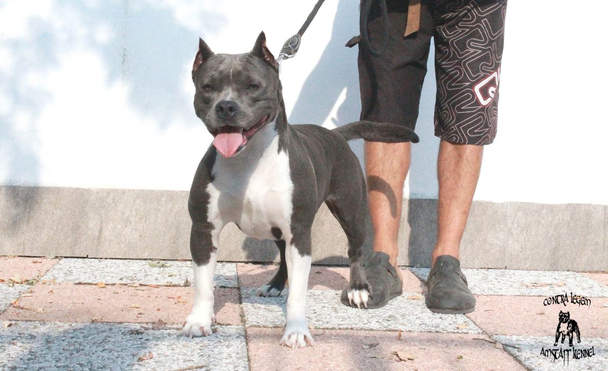 Contra Legem Blueberry | American Staffordshire Terrier 