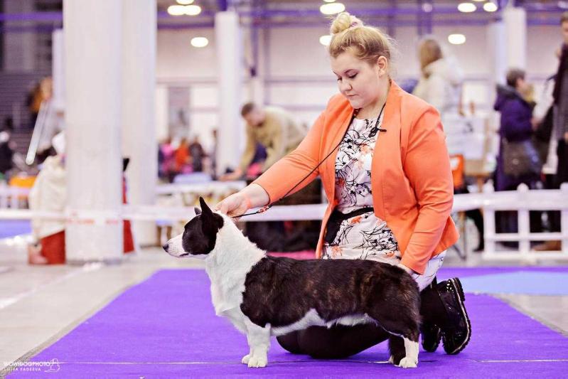 Zhacardi Vargar | Cardigan Welsh Corgi 