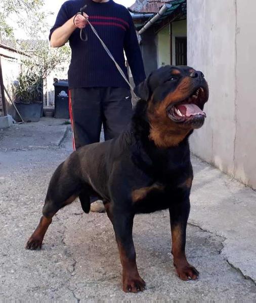 First Russ Apulumtorsera | Rottweiler 