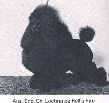 Lochranza Hells Fire | Poodle 