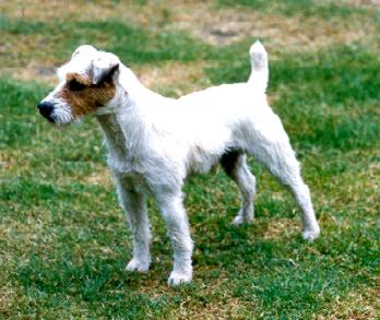 Garon's Sailor | Jack Russell Terrier 