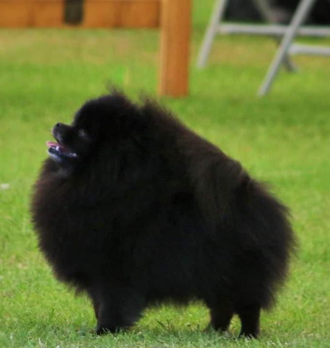 Rhapsody Of Fire at Trenarwyn | Pomeranian 