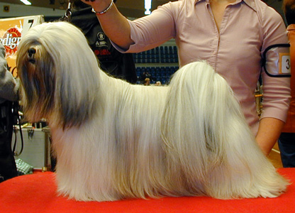 Medoc Hot N-Sweet | Lhasa Apso 