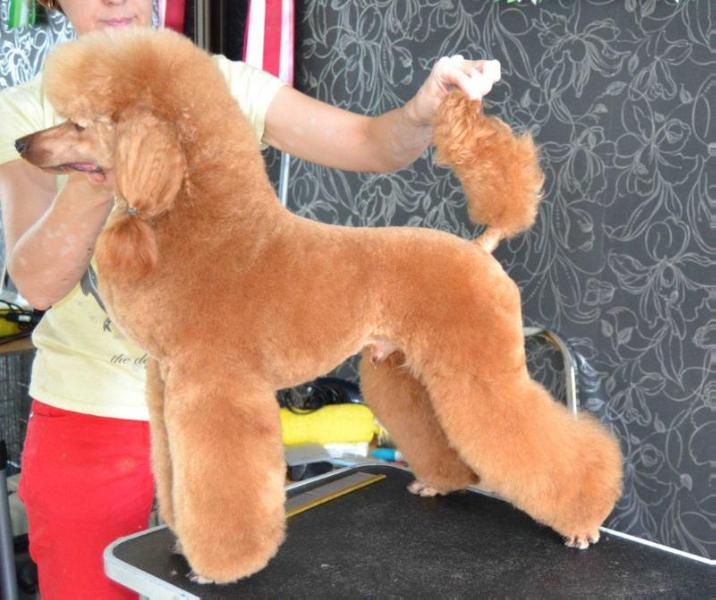 Dzholli Star Top Trend | Poodle 