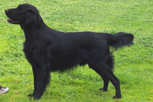 Skyehaven Mightnpower | Flat-Coated Retriever 