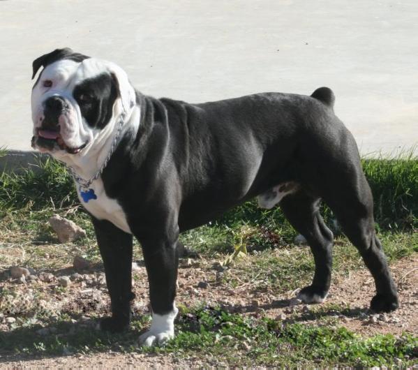 Arrowhead's Sergeant Pepper | Olde English Bulldogge 