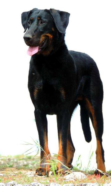 Imperator's Legacy Caprice des Dieux | Beauceron 