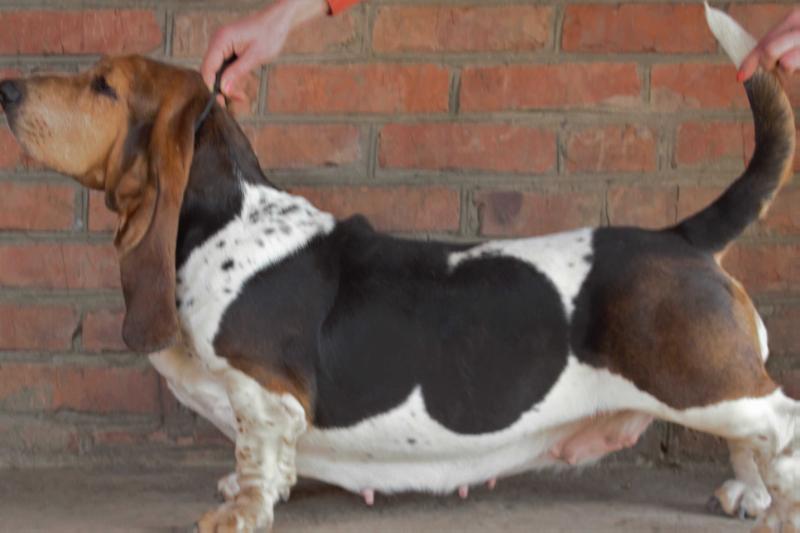 ILGA LOTOS RIO RITTA | Basset Hound 