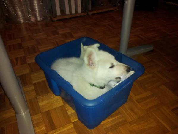 New White Orion of the Dutch Highlands | White Swiss Shepherd Dog 