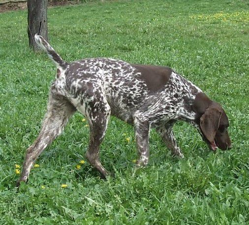 Ana-Alma von Picahause | German Shorthaired Pointer 