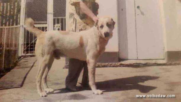 Ekimen iz  Baharden | Central Asian Shepherd Dog 