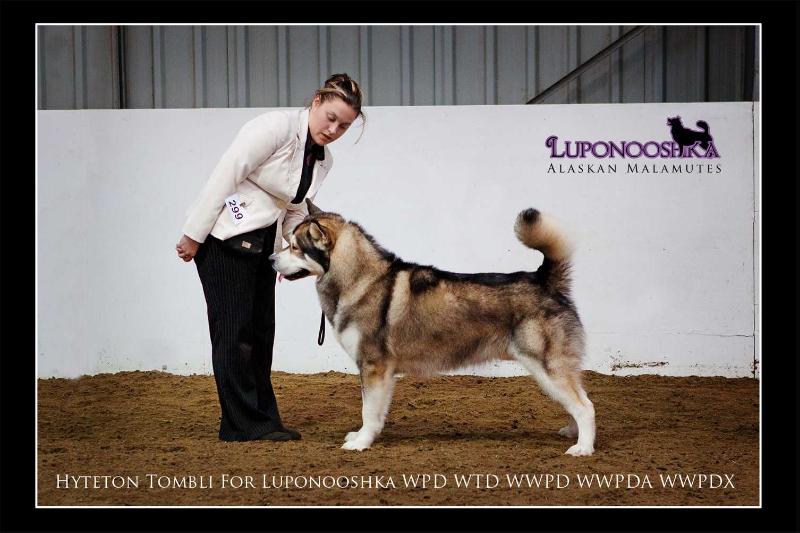 Hyteton Tombli For Luponooshka | Alaskan Malamute 