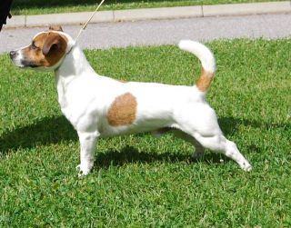 Bumsingens Bud Bundy | Jack Russell Terrier 