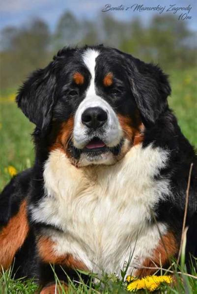 BONITA z Mazurskiej Zagrody FCI | Bernese Mountain Dog 