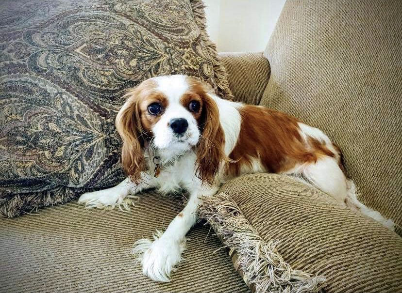 Kentucky Tiara Cassidy | Cavalier King Charles Spaniel 