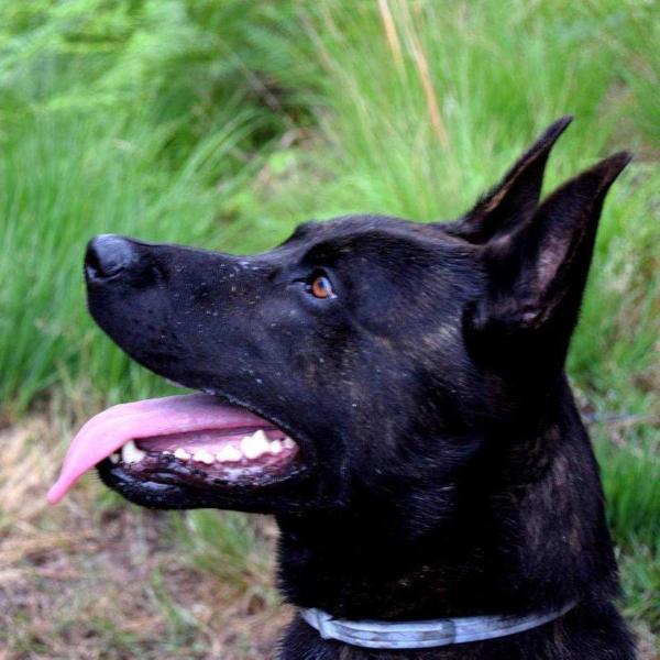 Drago Des Fonds De Gueule | Dutch Shepherd 