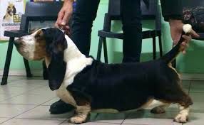 Harriet Di Casa Dal Pino | Basset Hound 