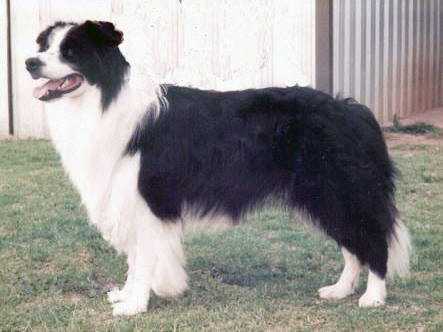 Yarrancoly Braveheart | Border Collie 